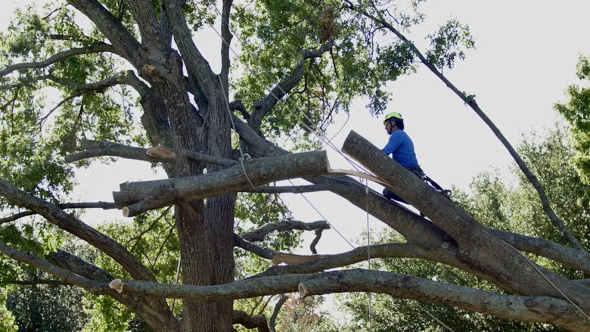 Professional Crown Thinning performed by certified arborists in Chanute