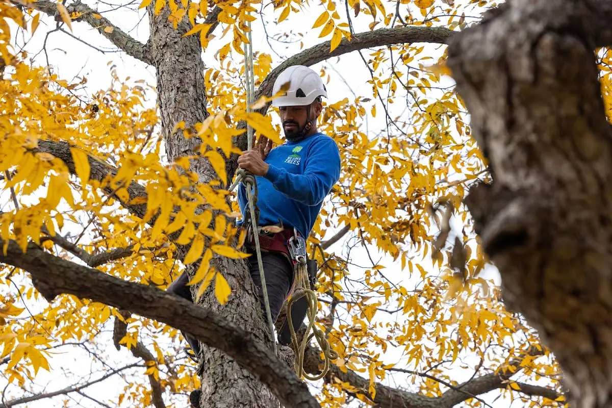 Skilled Tree Pruning crew working in Chanute